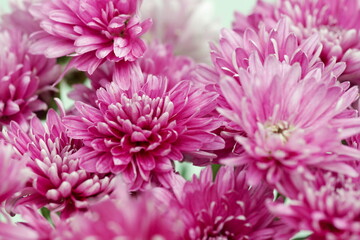 Pink chrysanthemum flowers close up  on green background full frame . Poster. Floral card