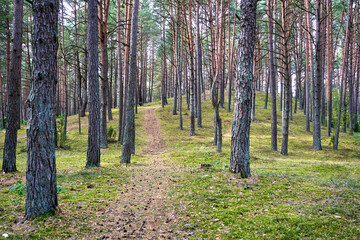 Fototapeta premium Footpath in the woods full of pine trees