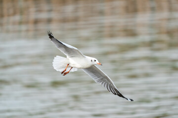 seagull in flight on tropical beach and coastline