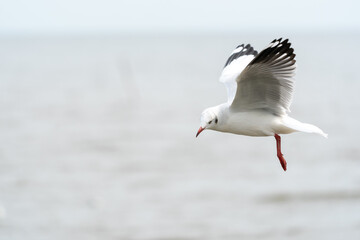 seagull in flight on tropical beach and coastline