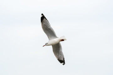 seagull in flight on tropical beach and coastline