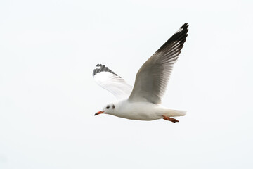 seagull in flight on tropical beach and coastline
