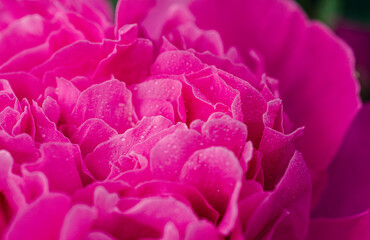 Beautiful peony flower in droplets of morning dew. Macrography of a peony flower. Greeting card with peony