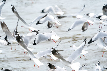 seagull in flight on tropical beach and coastline