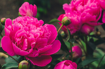 Beautiful blooming peony flowers in early spring. Closeup of a peony flower. Peony background image