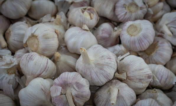 Image of garlic harvested and ready to sell