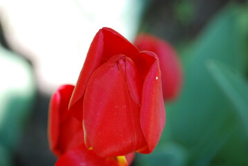 flower, tulip, rose, red, nature, garden, spring, plant, green, flora, pink, beauty, floral, flowers, blossom, bloom, bud, macro, beautiful, love, petal, summer, fresh, petals, close-up