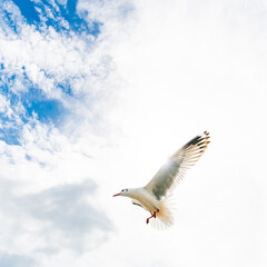 flying seagulls at tropical coast