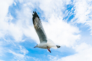 flying seagulls at tropical coast
