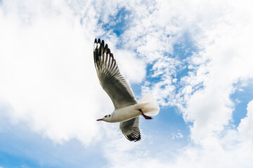 flying seagulls at tropical coast