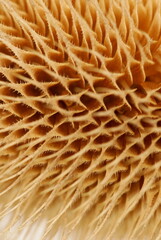 Dry plant thorns close up texture. Macro flower full frame background.