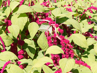 Red Amaranthus Caudatus or Love-lies-bleeding, bushy plant with large ovate leaves and drooping of red tiny flowers
