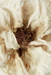 Foto auf Acrylglas Beige Trockene Blume Rose Nahaufnahme beige Hintergrund Vollbild. Makroblume. Minimale Blumenkarte. Innenposter
