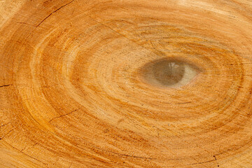 Fototapeta premium Tree stump texture of the wood. A saw up tree. Eye of a tree. Cross section oflumber. Close-up. Background texture.