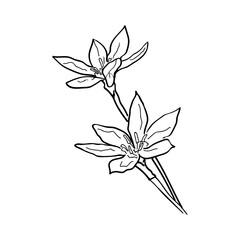 Hand-drawn flowers isolated on a white background. Botanical sketch of a Lily flower. Outline.