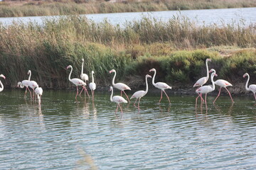 flamant rose en Camargue 