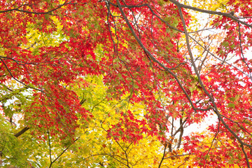紅葉