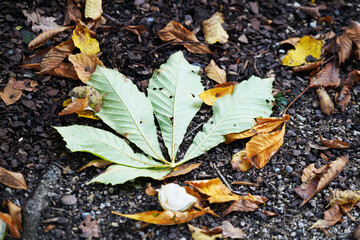 autumn leaves on the ground
