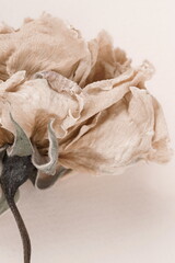 dry flower rose close up beige background full frame. Macro flower. Minimal floral card. interior poster