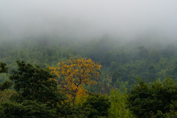 Morning fog in tropical forest