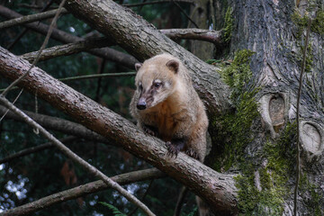Obraz premium coati dans parc zoologique