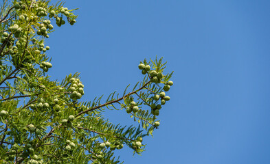 Close-up of cones and graceful foliage Bald Cypress Taxodium Distichum (swamp, white-cypress, gulf or tidewater red cypress) in public landscape city Park Krasnodar or Galitsky Park in autumn 2020