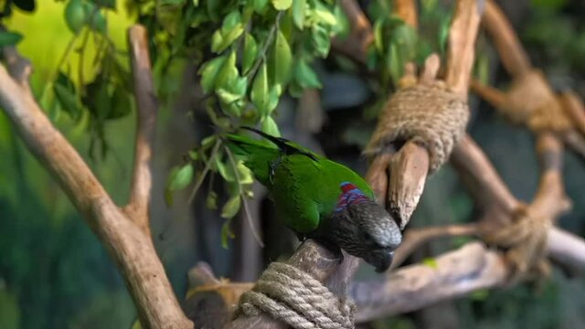 The fan parrot is a bird of the parakeet family. The only species of the genus