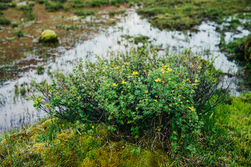 Scenic nature background with lush grasses and flowers in mountain stream. Beautiful highland flora in small river. Idyllic nature scenery with rich alpine greenery and spring water. Vivid wild plants