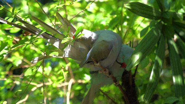 Alexandrov's ringed parrot is a bird of the order of parakeets