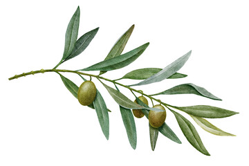 Olive branch with green olives watercolor illustration