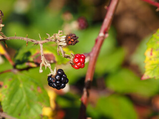ON  BUSH HANGING UNRIPE AND RIPE RASPBERRIES