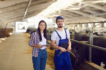 Fototapeta na wymiar Happy dairy farm workers with tablet standing near stables with black buffalos in big barn