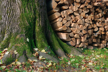 Pile of chopped fire wood prepared for winter