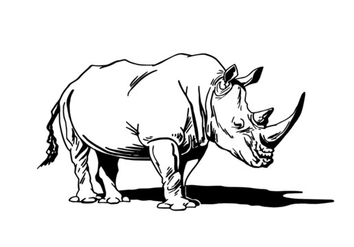 Vector  rhinoceros isolated on white, graphical illustration