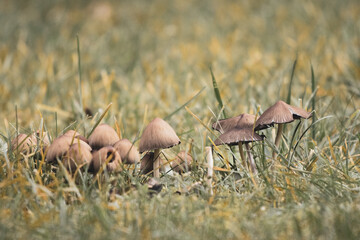 group of small mushrooms stands on a meadow in autumn
