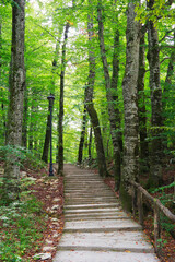 Fototapeta na wymiar Forest path in Plitvice National Park, Croatia, Europe 
