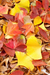 三種類の落ち葉