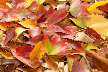 三種類の落ち葉