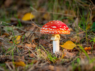 toadstool with its red hat and white dots stands on the forest floor