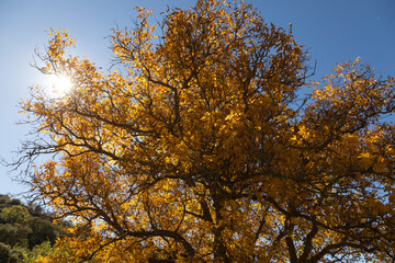 Fototapeta premium A beautiful walnut tree, dressed in autumn with yellow leaves, poses in silence among the sunny fields near the small town of Orés, in the Cinco Villas region, Zaragoza, Spain.