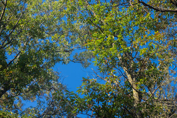 Fototapeta premium leaves against blue sky