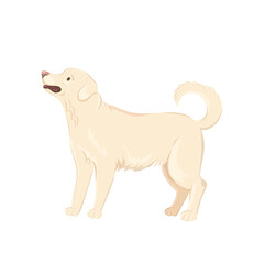 Cute labrador dog vector illustration. Sand labrador clip-art isolated on white background.