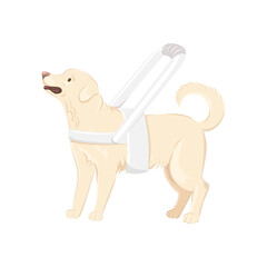 Guide dog wears white harness with long handle vector illustration. Labrador Retriever with white harness isolated on white background.