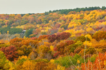 Gorgeous colored leaves of the St Croix River Valley on border between Minnesota and Wisconsin in fall