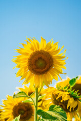 Naklejka premium sunflowers blossom on blue sky