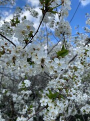 tree blossom
