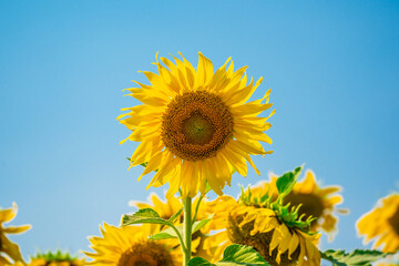 sunflowers blossom on blue sky