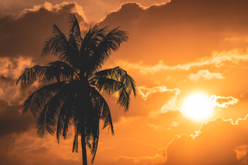 Fototapeta na wymiar silhouette coconut tree on sunset or sunrise sky background 