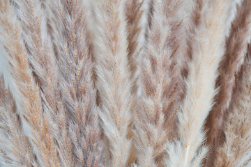 Abstract natural background. Fluffy ears of dry grass. Minimal nature background art. Details.