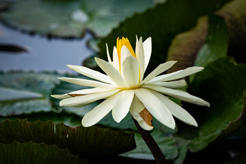 beautiful lotus flower in pond close up